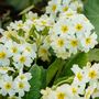 Flowering Plants Primrose 'Clotted Cream' Six X Plants, thumbnail 2 of 6