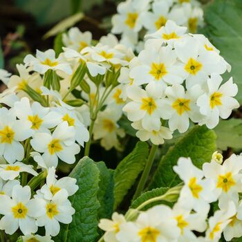 Flowering Plants Primrose 'Clotted Cream' Six X Plants, 2 of 6