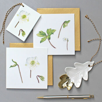 Christmas Cards With Christmas Rose Illustrations, 4 of 4