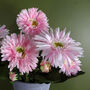 Pink Potted Daisy Flowering Plant Artificial, thumbnail 3 of 5