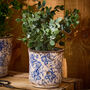 Milburn Blue Floral Plant Pots, thumbnail 4 of 5