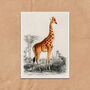 Vintage Giraffe Illustration Wall Art Print, thumbnail 6 of 6