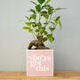 'You've Got This' Positivity Plant Pot And Houseplant, thumbnail 1 of 7
