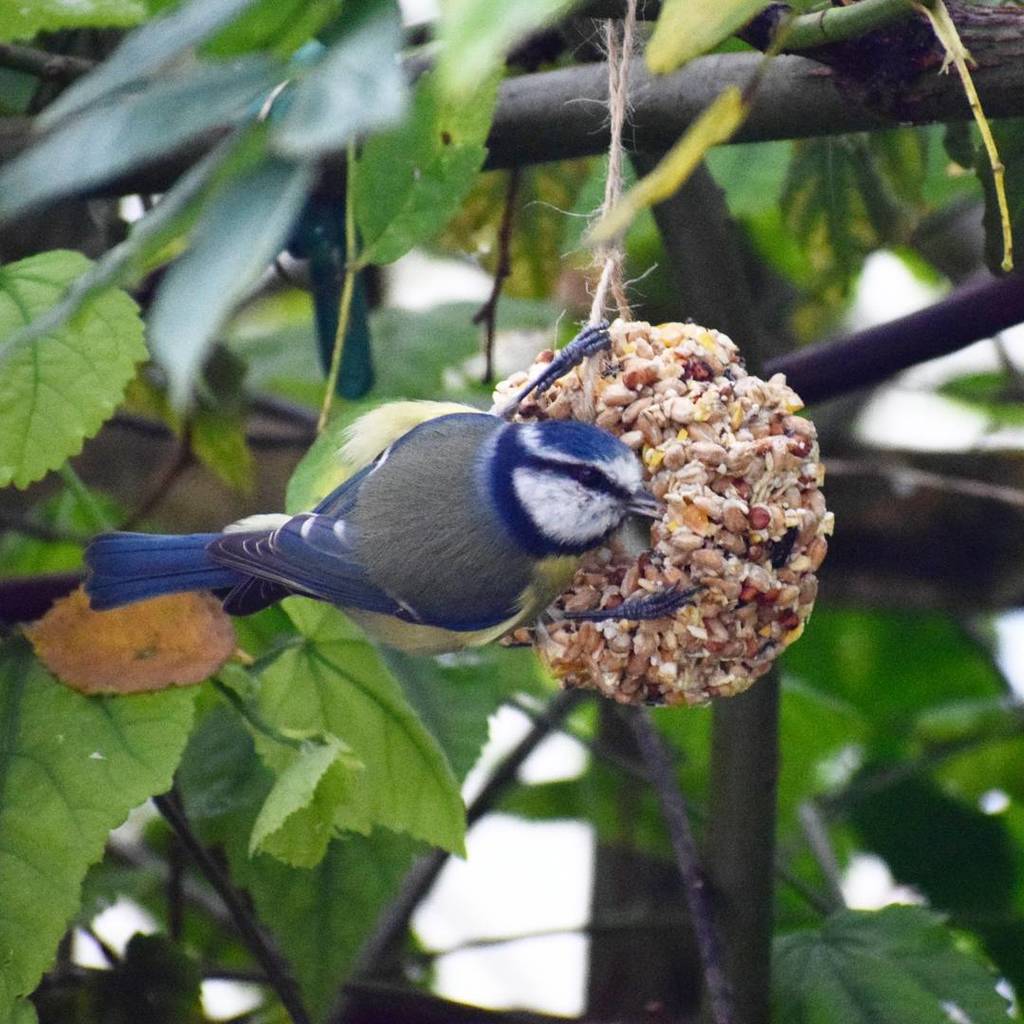 Christmas Hamper Bird Food Gift Set Selection By The Bird Bakery