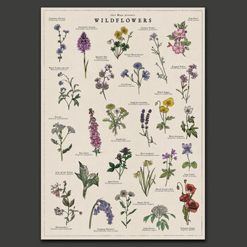 British Wildflower Botanical Print, 9 of 11