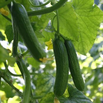 Cucumber 'Tribute' Three Plug Plant Pack, 2 of 6