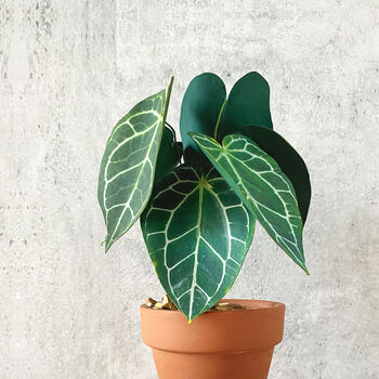 Mini Crystal Anthurium Potted Paper Plant, 2 of 6