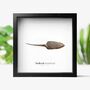 Medieval British Arrowhead Box Frame Real Authentic Fossil Archaeology Ancient History Museum Quality Interior Design Home Decor Display Gift Ornament, thumbnail 1 of 4