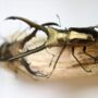 Male Male Competition In Indonesian Stag Beetles Insect Bug Entomology Taxidermy Box Frame, thumbnail 2 of 5