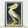 American White Pelican Print By John James Audobon, thumbnail 1 of 6