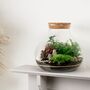 Complete Diy Terrarium Kit | 'Calgary', thumbnail 2 of 11