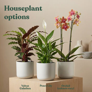 Personalised Engraved Plant Pot And Plant Wedding Gift, 3 of 9