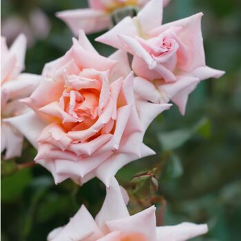 Climbing Rose 'Compassion' Plant In Five Litre Pot, 4 of 4