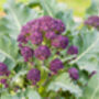 Purple Sprouting Broccoli Six X Plug Plant Pack, thumbnail 5 of 6