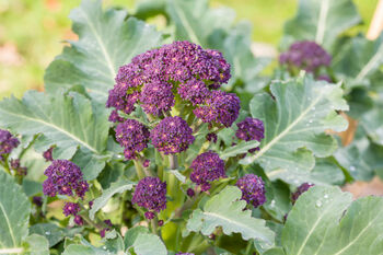 Purple Sprouting Broccoli Six X Plug Plant Pack, 5 of 6