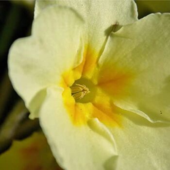 Flowering Plants Primrose 'Clotted Cream' 12 X Plants, 3 of 6