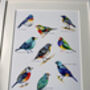 Bright Birds Of The World Illustrated Print, thumbnail 2 of 6