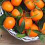 Citrus Orange Tree In Five Litre Pot, thumbnail 2 of 11