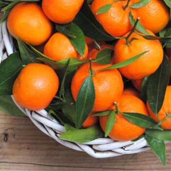 Citrus Orange Tree In Five Litre Pot, 2 of 11