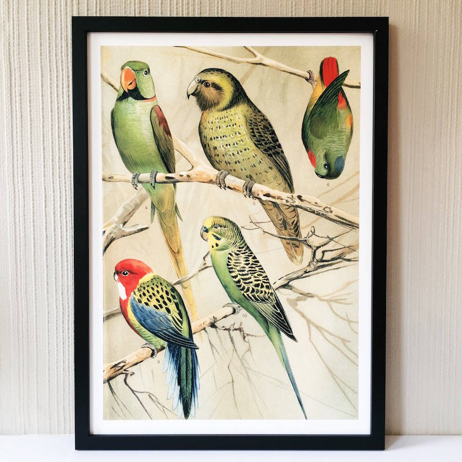 Encyclopedian Parrots Print By French Grey Interiors ...