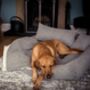 Personalised Sustainable Dog Bed Blanket And Pillow, thumbnail 4 of 8