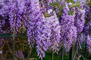 Wisteria Sinensis Prolific Two X Plants In Five L Pots, 5 of 5