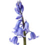 Spring Bulbs Bluebells 12 X Premium Bulb Pack, thumbnail 1 of 5