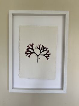 Pressed Seaweed Framed Artwork Irish Moss .01, 3 of 4