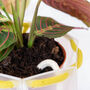 Origami Self Watering Eco Plant Pot: 15cm | Celery Cord, thumbnail 6 of 9