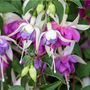 Perennial Fuchsia Delta Sarah One Plant In One L Pot, thumbnail 3 of 5