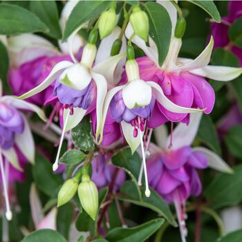 Perennial Fuchsia Delta Sarah One Plant In One L Pot, 3 of 5