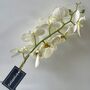 Single Stem White Orchard, thumbnail 5 of 5