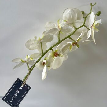Single Stem White Orchard, 5 of 5