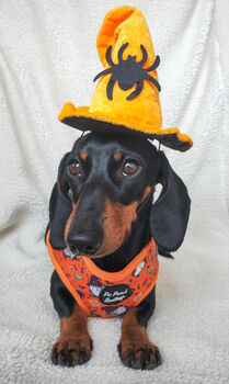 Trick Or Treat Harry Halloween Dog Harness, 7 of 10