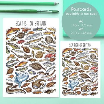 Sea Fish Of Britain Watercolour Postcard, 3 of 9