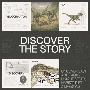 Velociraptor Raptor Tooth And Illustration Box Frame Real Authentic Dinosaur Fossil Museum Quality History Interior Design Home Decor Ornament, 2 of 3