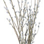 Willow Branch, thumbnail 3 of 3