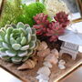 Black Geometric Terrarium Kit With Succulent Or Cactus, thumbnail 3 of 11