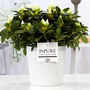 White Azalea Indoor Houseplant With Decorative Pot, thumbnail 1 of 3