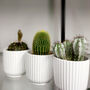 Set Of Three Small Cactus In Pot Pick Your Colour Pots, thumbnail 5 of 9