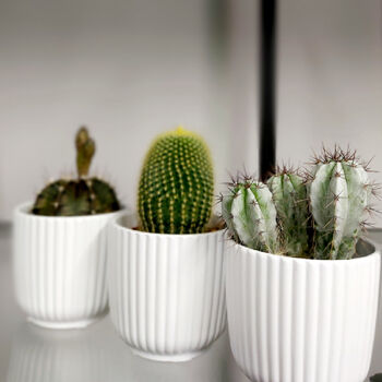 Set Of Three Small Cactus In Pot Pick Your Colour Pots, 5 of 9