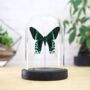 Green Banded Urania Butterfly Moth Insect Bug Entomology Taxidermy Bell Jar, thumbnail 1 of 3