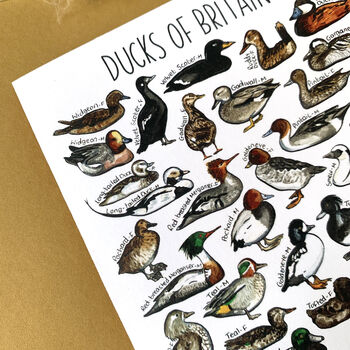 Ducks Of Britain Greeting Card, 11 of 12