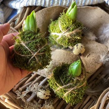 Fresh Moss Hyacinth Kokedamas, 4 of 6