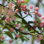 Crab Apple Fruit Trees Three X 10 L Pots, thumbnail 4 of 6