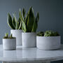 Sunburst Concrete Pot Collection, thumbnail 1 of 3