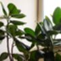 'Ficus Elastica' Rubber Plant 13cm Pot Houseplant, thumbnail 5 of 5