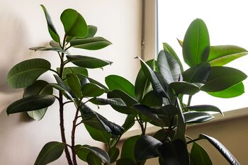 'Ficus Elastica' Rubber Plant 13cm Pot Houseplant, 5 of 5