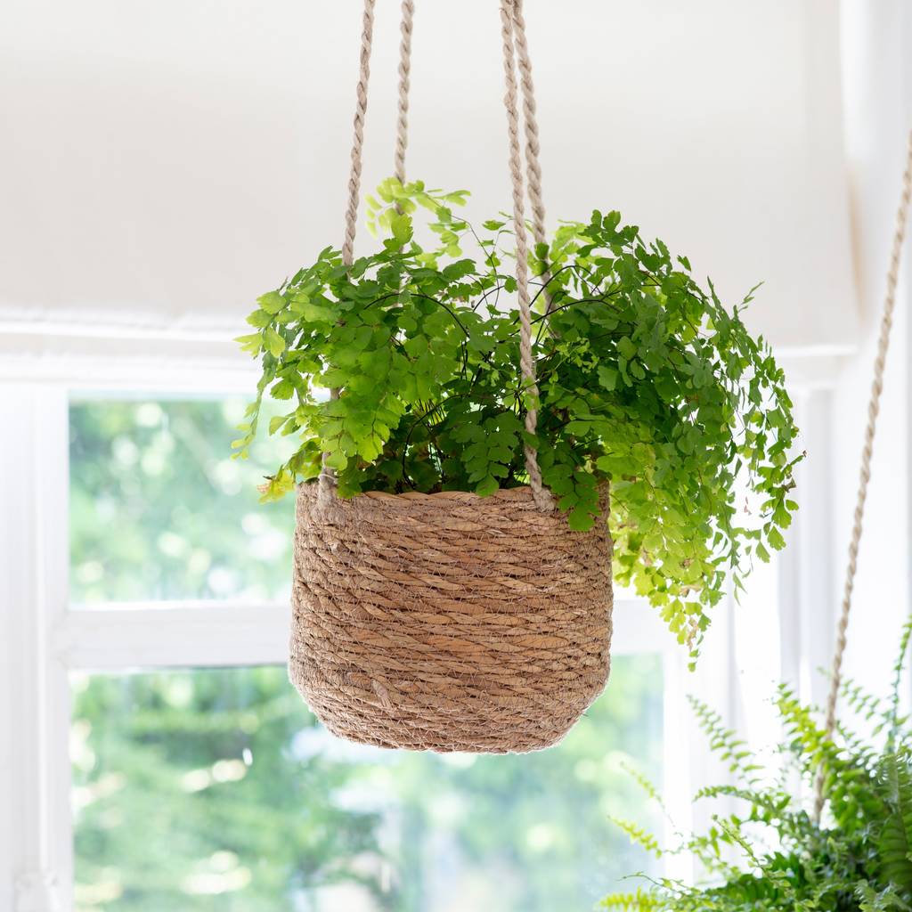 Hanging Plant Pot By All Things Brighton Beautiful | notonthehighstreet.com