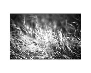 Wild Grasses Ii, Suffolk Photographic Art Print, 3 of 4